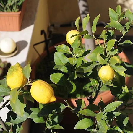 アルデバラン ローマ